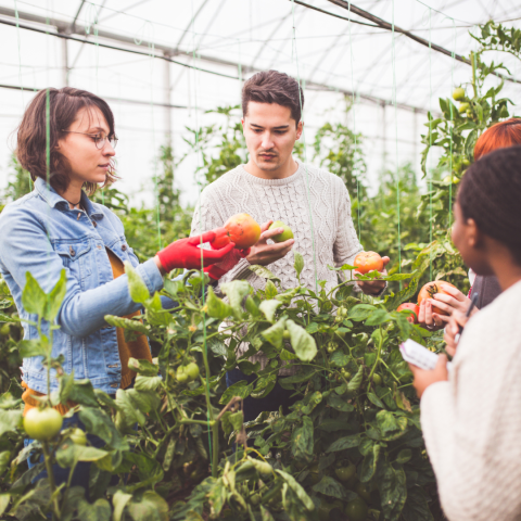 photo of people in greenhouse