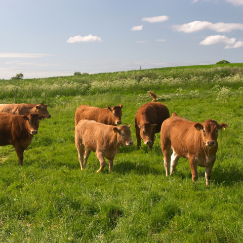 photo of cows