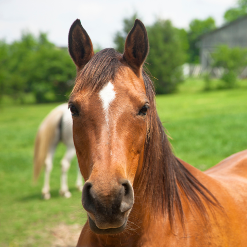 photo of horse