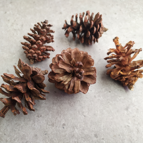 photo of pinecones