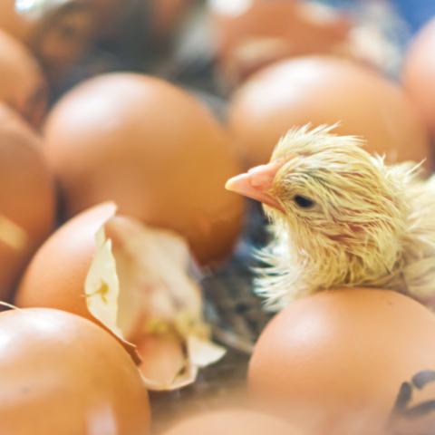 photo of baby chick and eggs